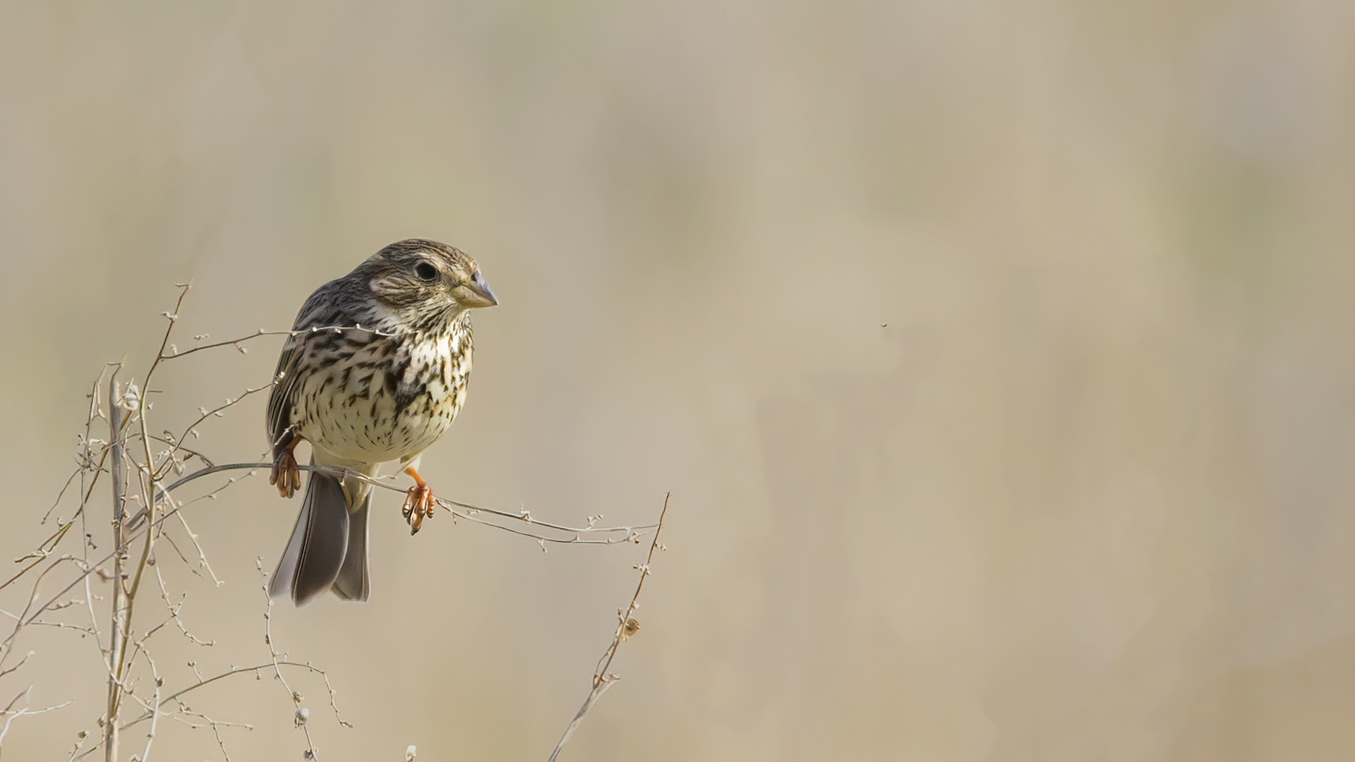 Corn Bunting